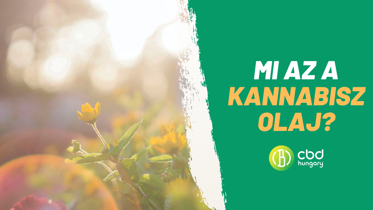 kannabisz olaj ára